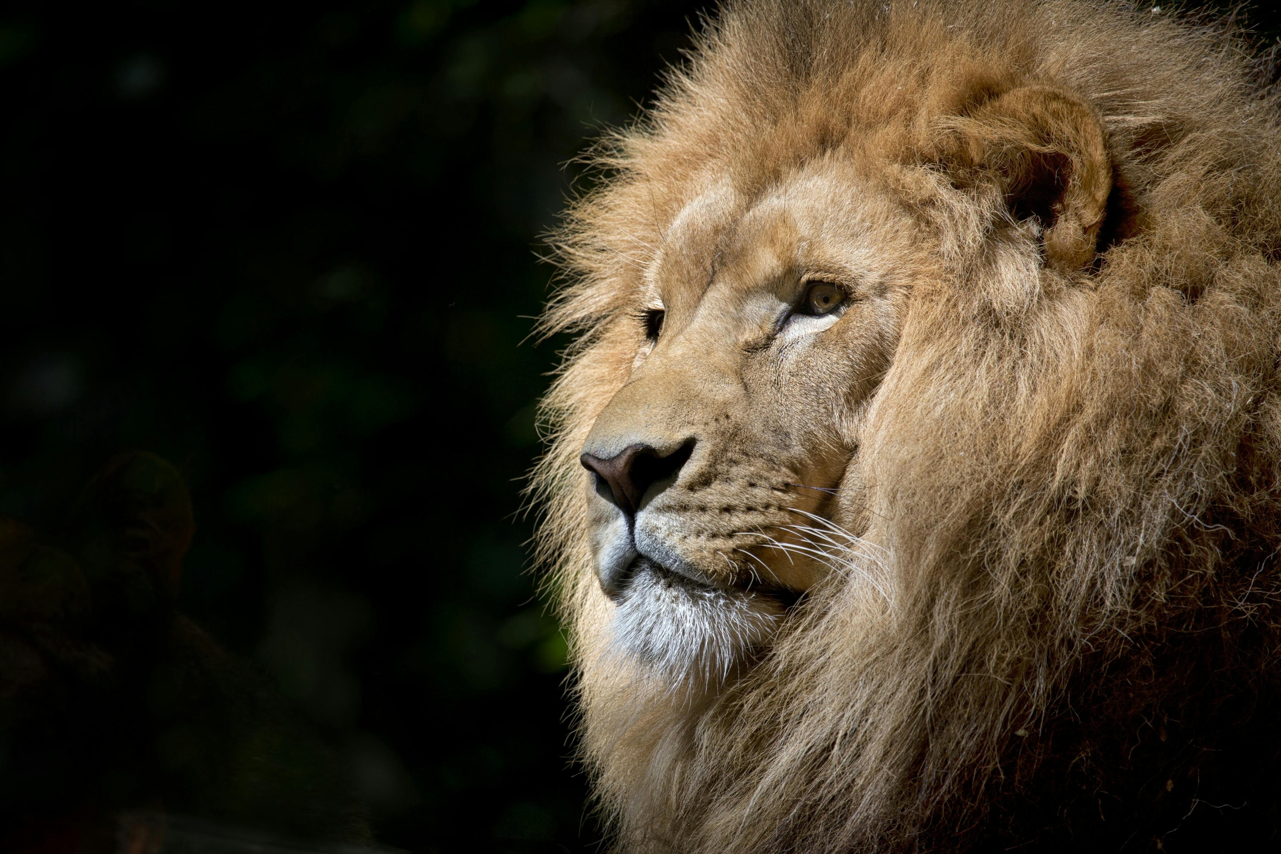 loin